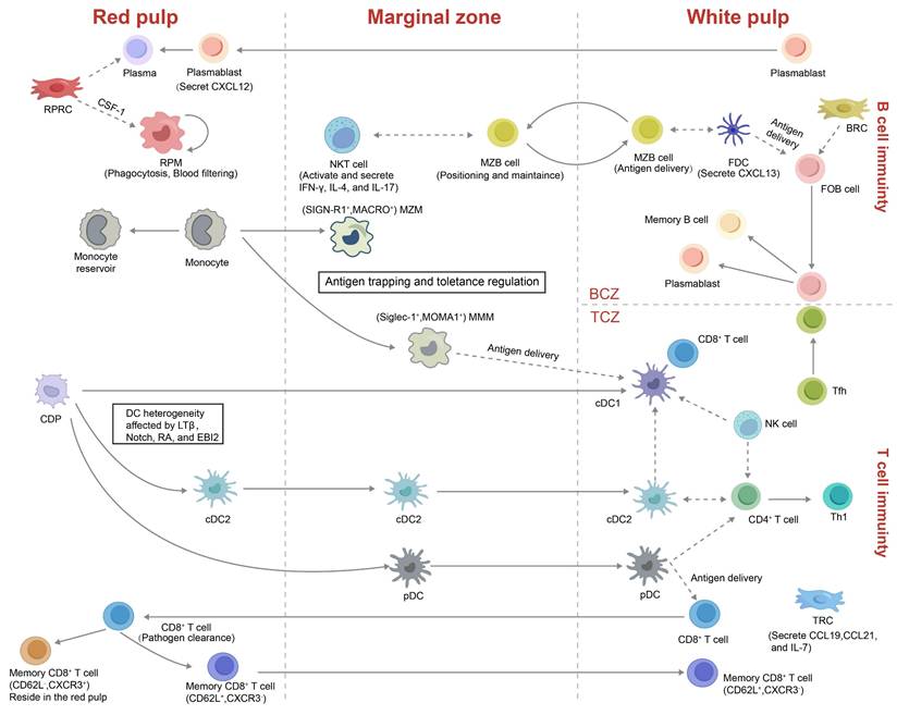 Int J Biol Sci Image