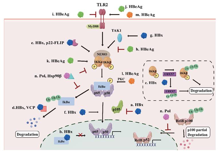 Int J Biol Sci Image