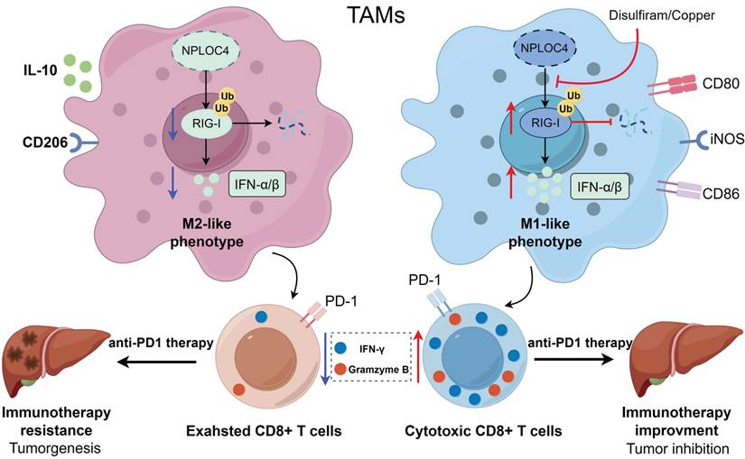 Int J Biol Sci Image