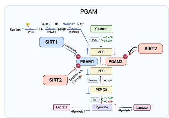 Int J Biol Sci Image