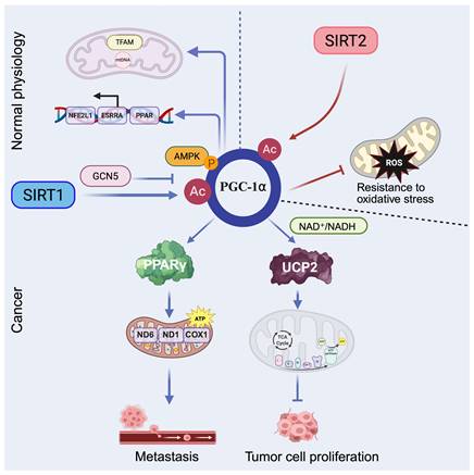 Int J Biol Sci Image
