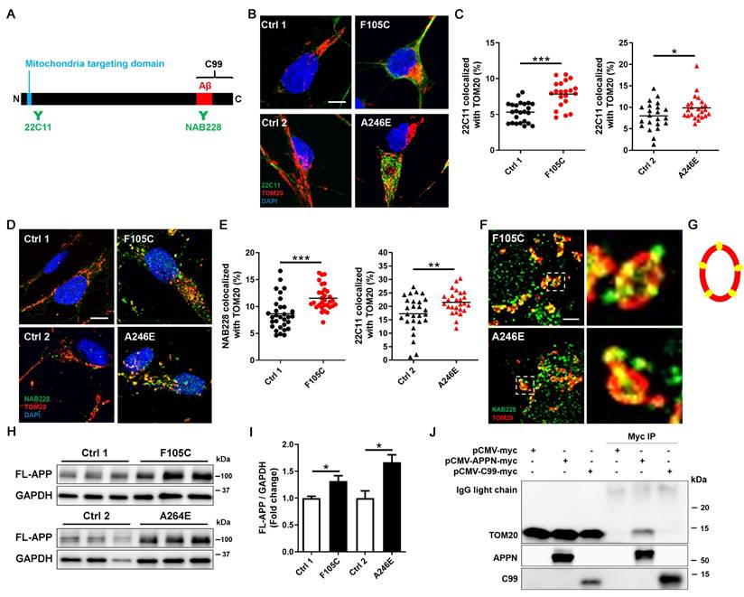 Int J Biol Sci Image