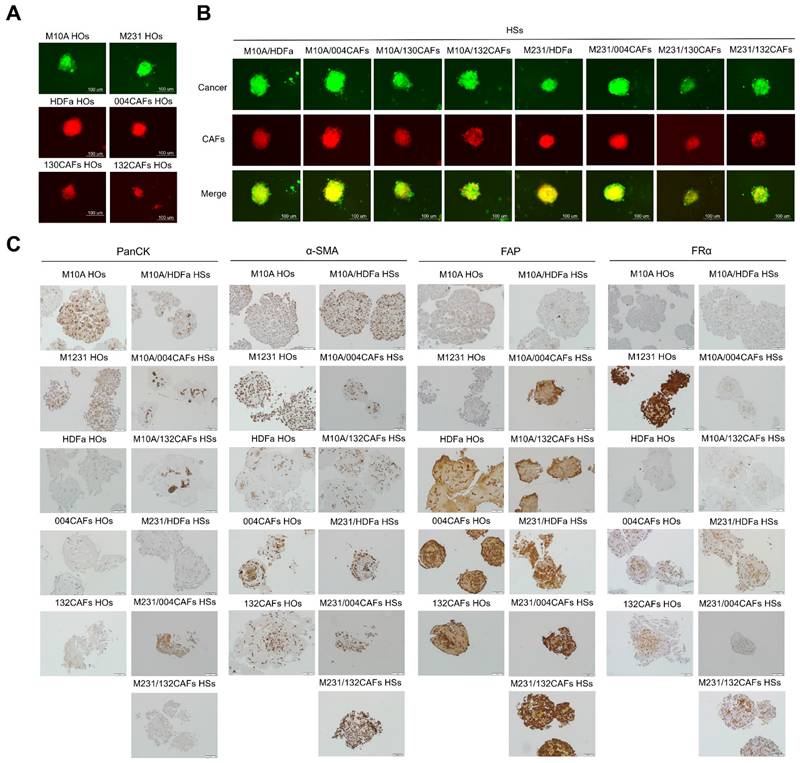 Int J Biol Sci Image