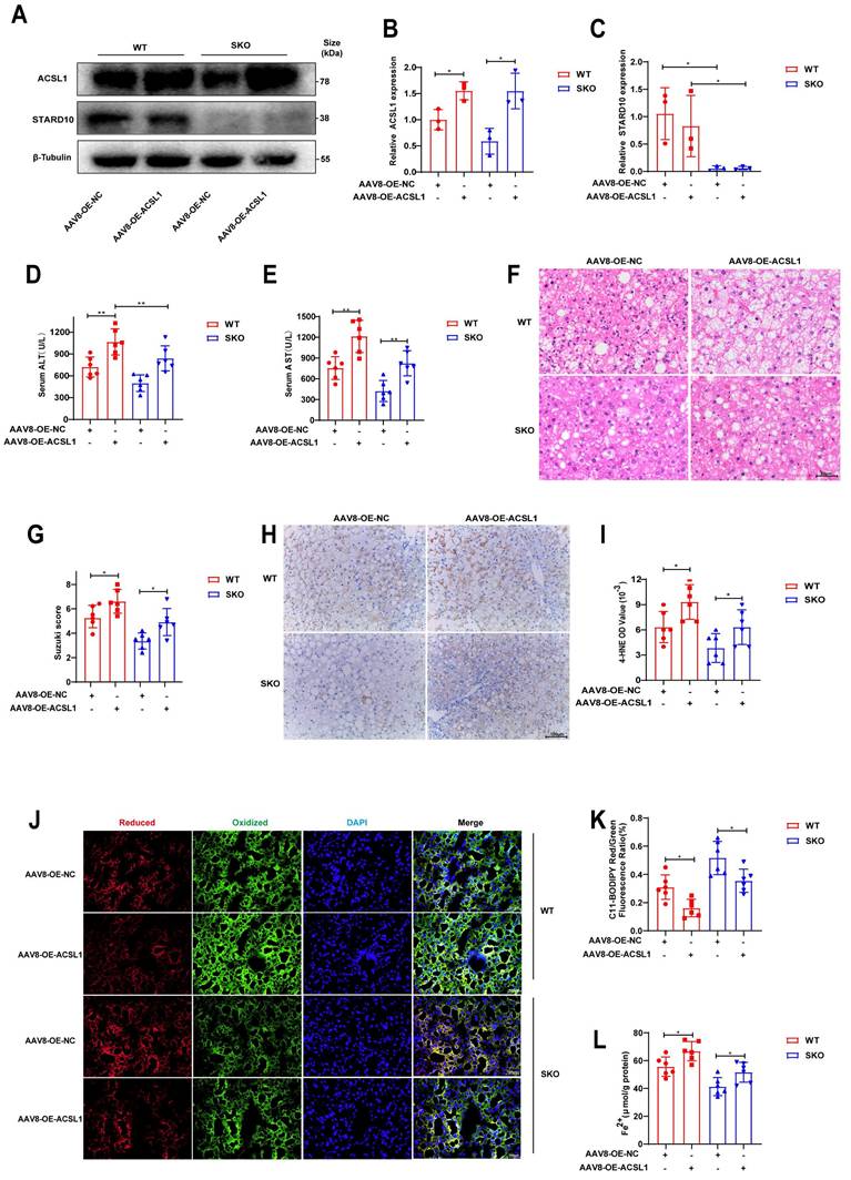 Int J Biol Sci Image