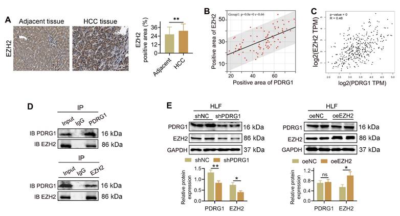 Int J Biol Sci Image