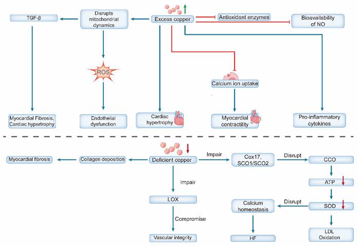 Int J Biol Sci Image