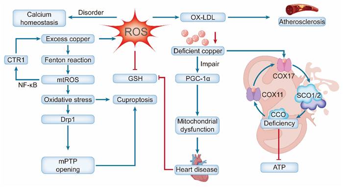 Int J Biol Sci Image