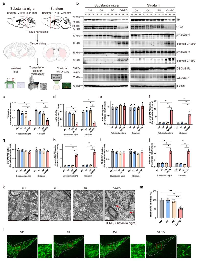Int J Biol Sci Image