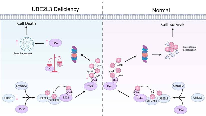 Int J Biol Sci Image