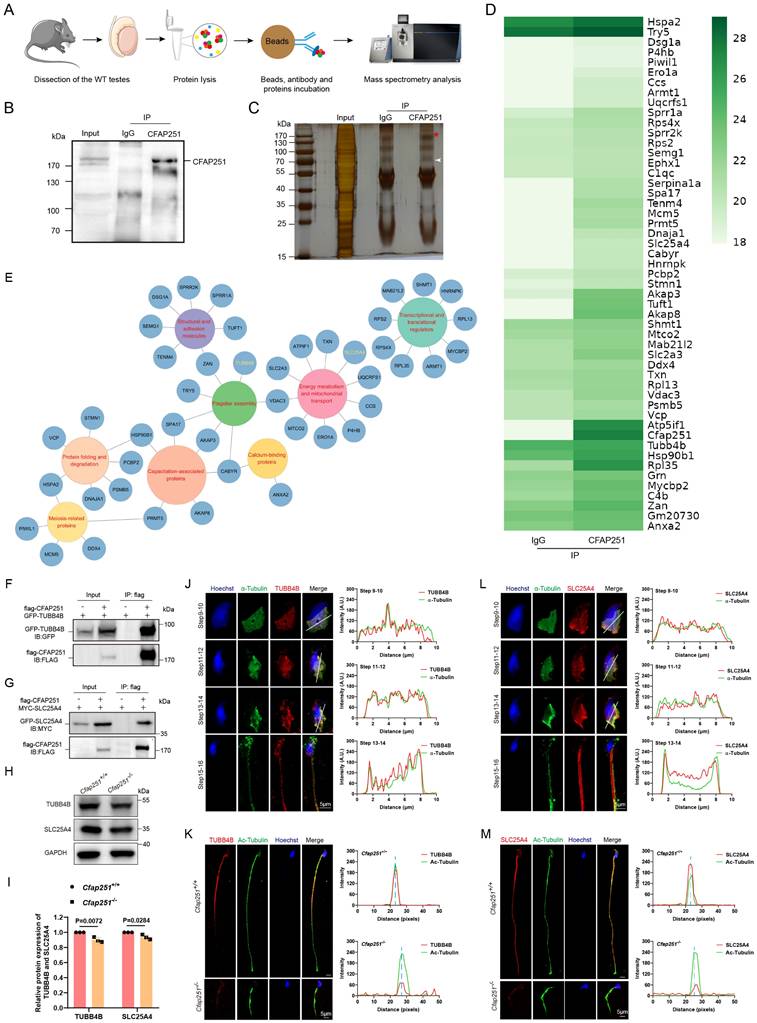 Int J Biol Sci Image