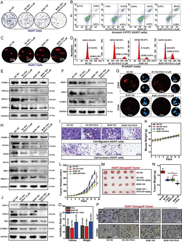 Int J Biol Sci Image