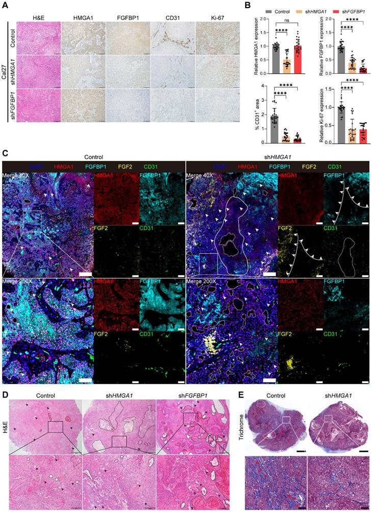 Int J Biol Sci Image