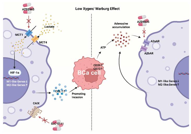 Int J Biol Sci Image