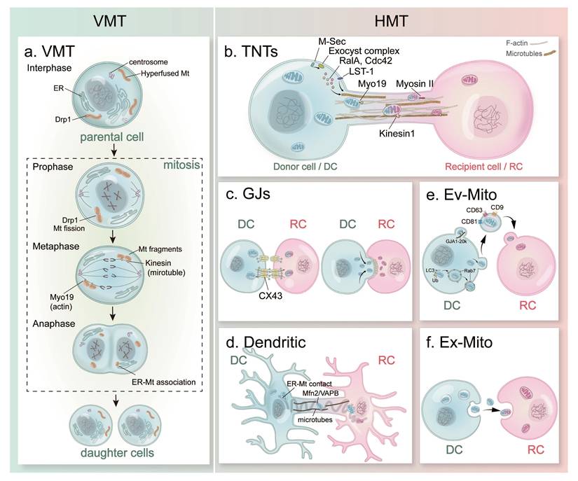 Int J Biol Sci Image