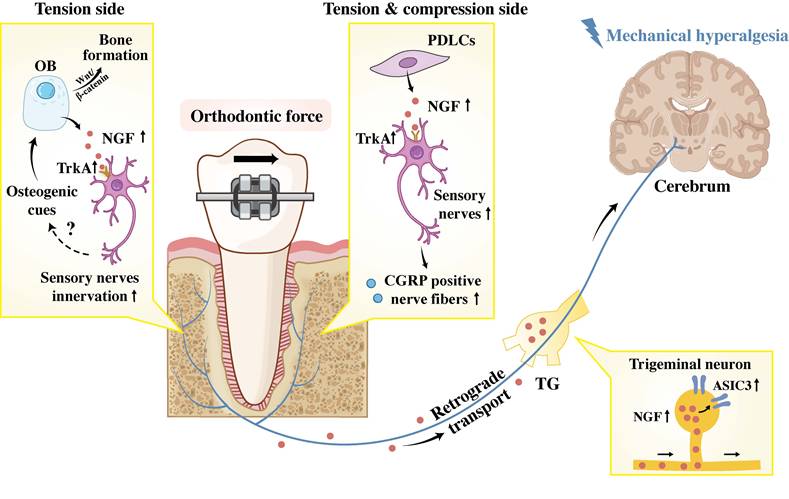 Int J Biol Sci Image