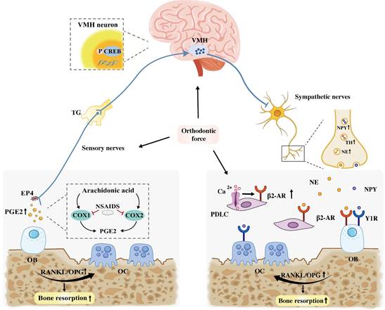 Int J Biol Sci Image