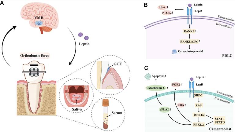 Int J Biol Sci Image