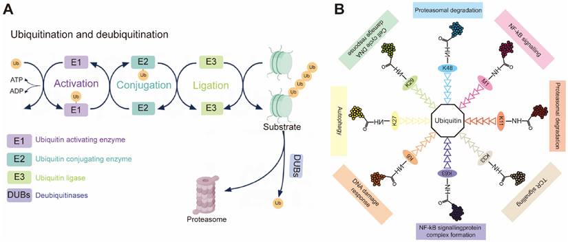 Int J Biol Sci Image