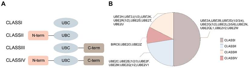 Int J Biol Sci Image