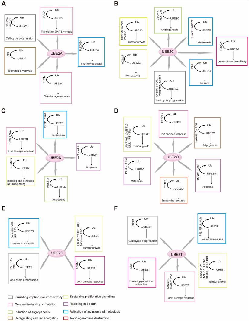 Int J Biol Sci Image
