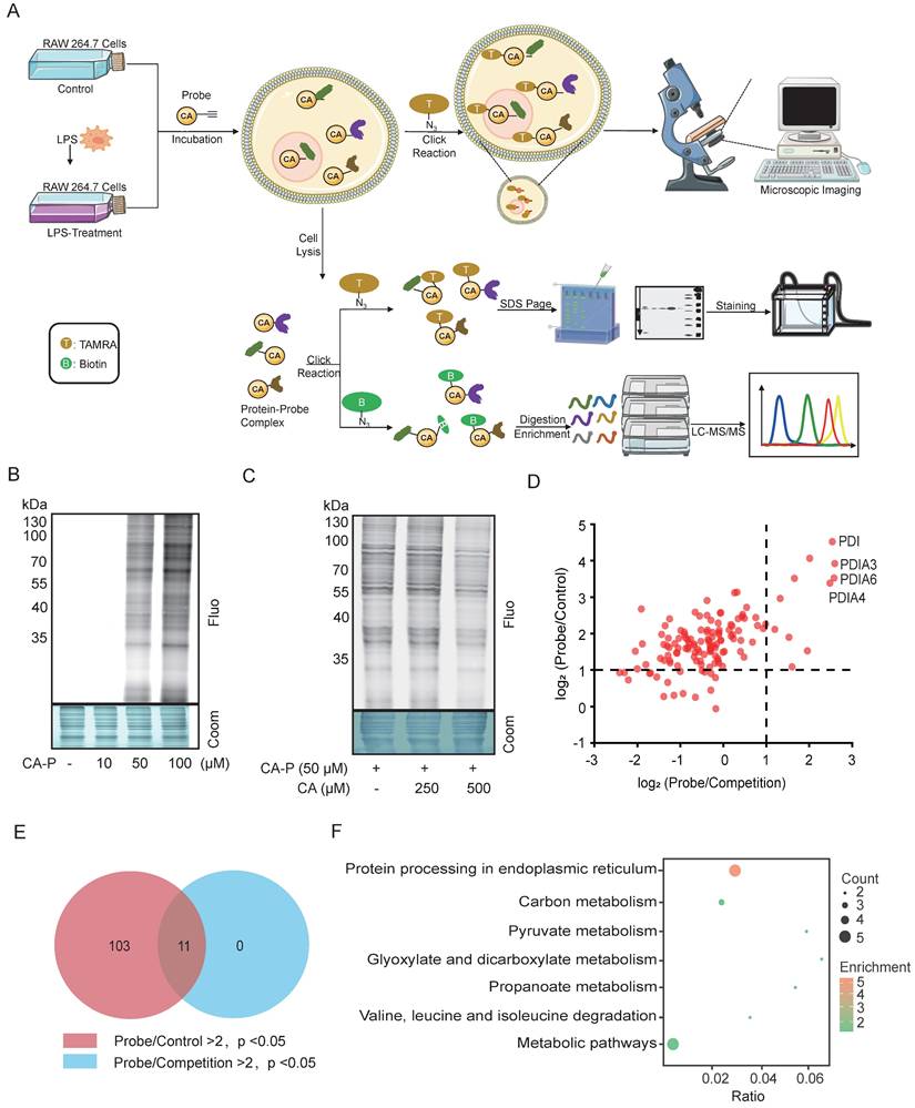 Int J Biol Sci Image