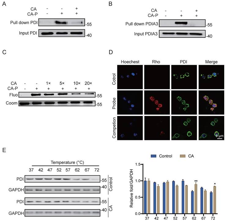 Int J Biol Sci Image