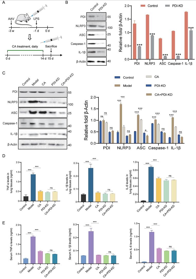 Int J Biol Sci Image