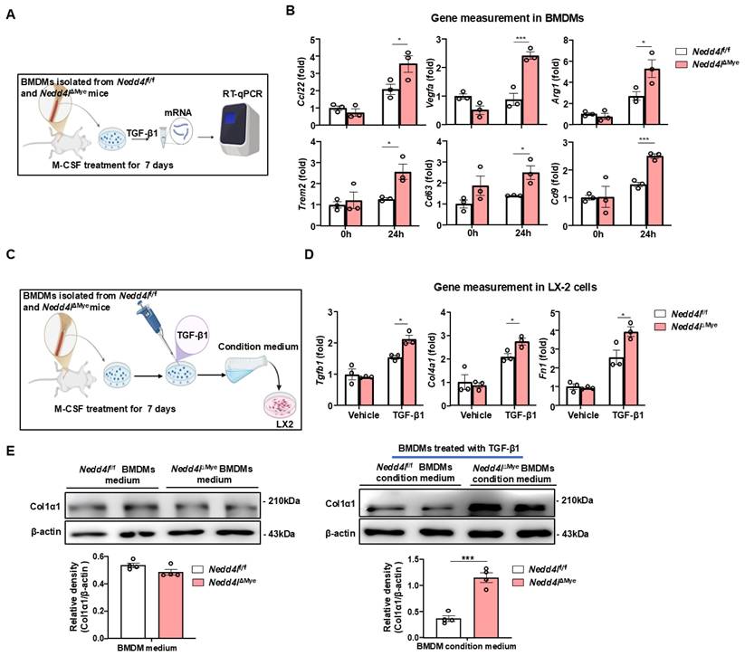 Int J Biol Sci Image