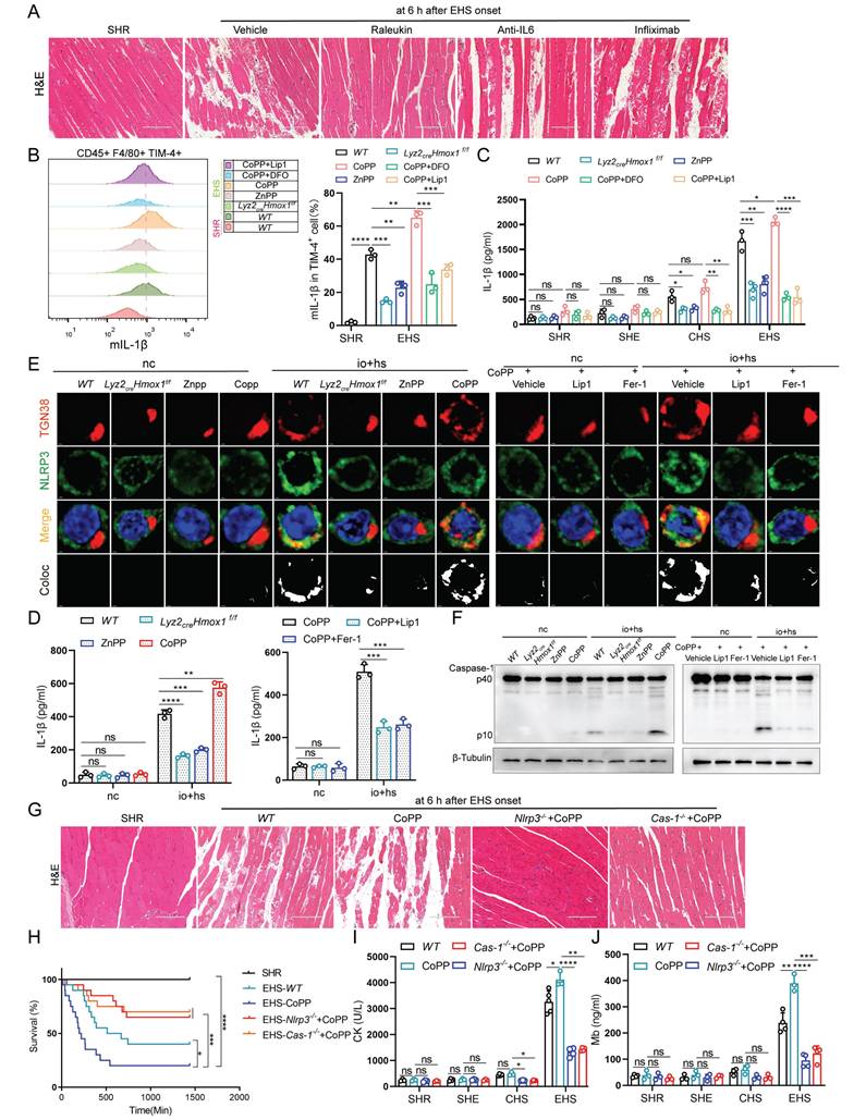 Int J Biol Sci Image