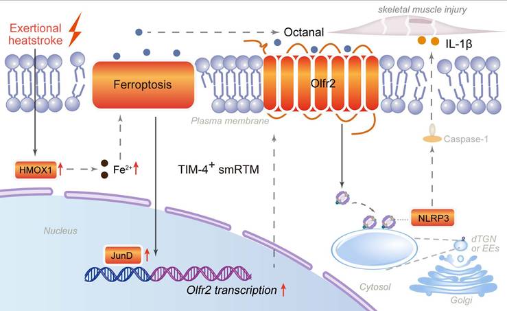 Int J Biol Sci Image