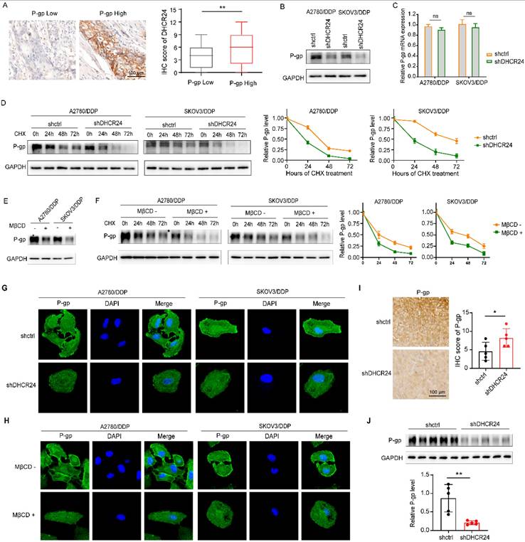 Int J Biol Sci Image