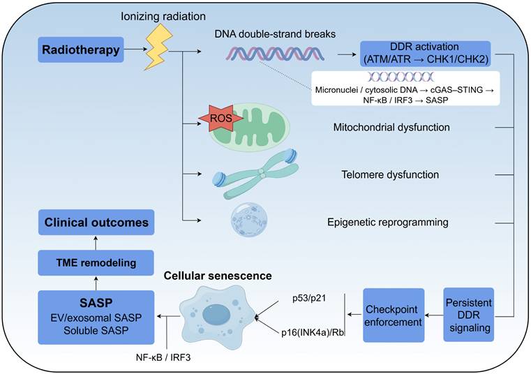 Int J Biol Sci Image