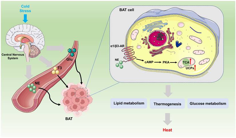 Int J Biol Sci Image
