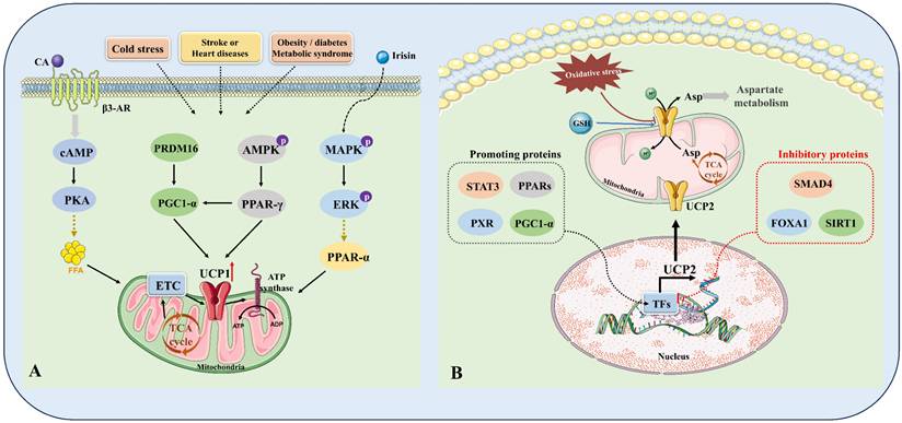 Int J Biol Sci Image