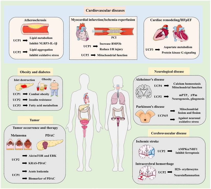 Int J Biol Sci Image