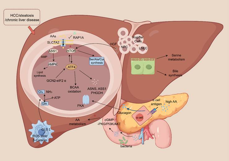 Int J Biol Sci Image