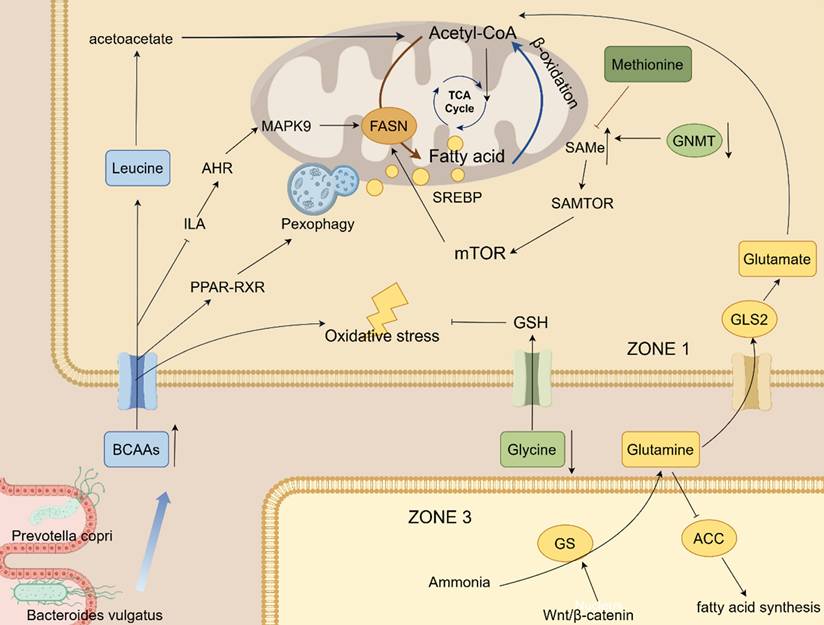 Int J Biol Sci Image