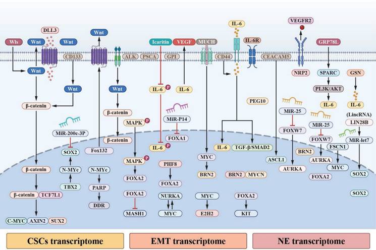 Int J Biol Sci Image
