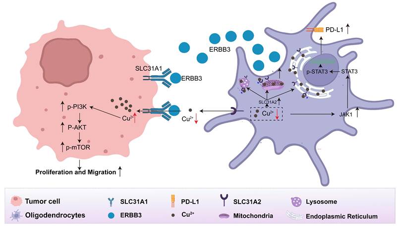 Int J Biol Sci Image
