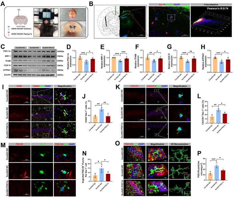 Int J Biol Sci Image