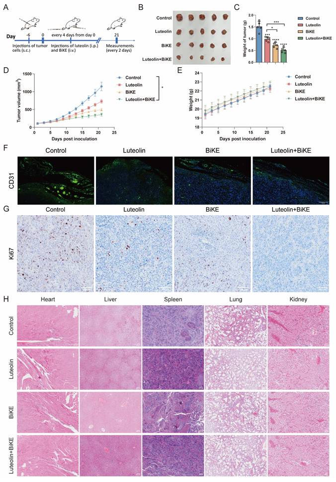 Int J Biol Sci Image
