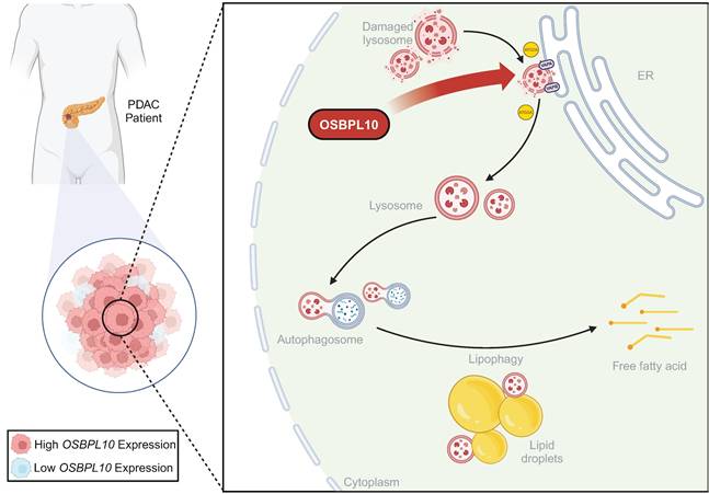 Int J Biol Sci Image