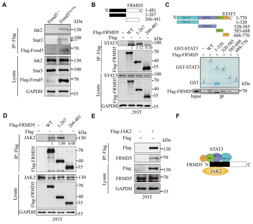 Int J Biol Sci Image