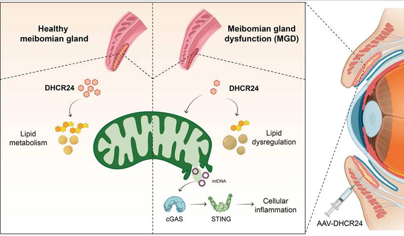 Int J Biol Sci Image