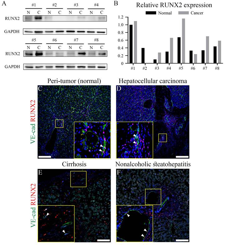 Int J Biol Sci Image