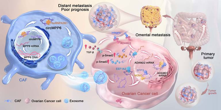 Int J Biol Sci Image