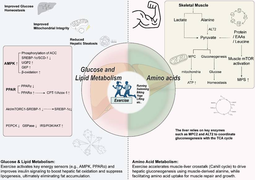 Int J Biol Sci Image