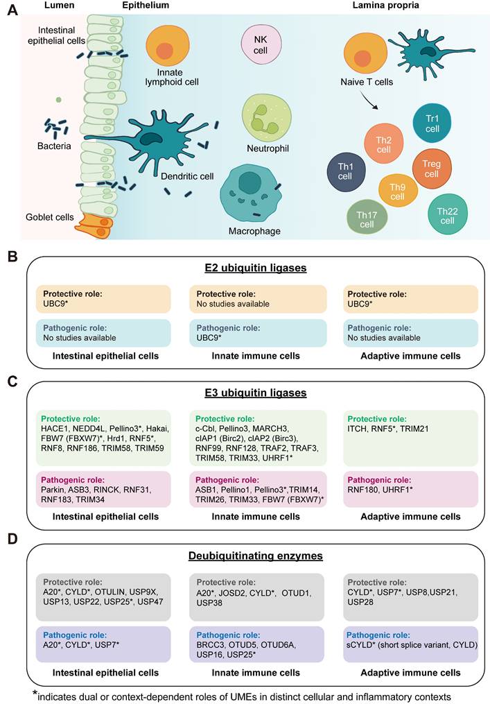 Int J Biol Sci Image