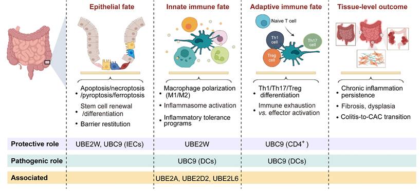 Int J Biol Sci Image