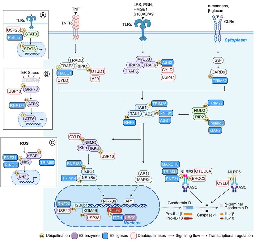 Int J Biol Sci Image